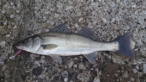 フッコ（マルスズキ）の釣果