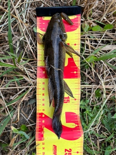 カワアナゴの釣果