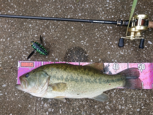 ブラックバスの釣果