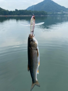 ウグイの釣果