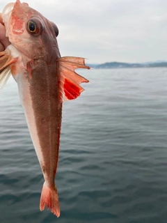 カナガシラの釣果