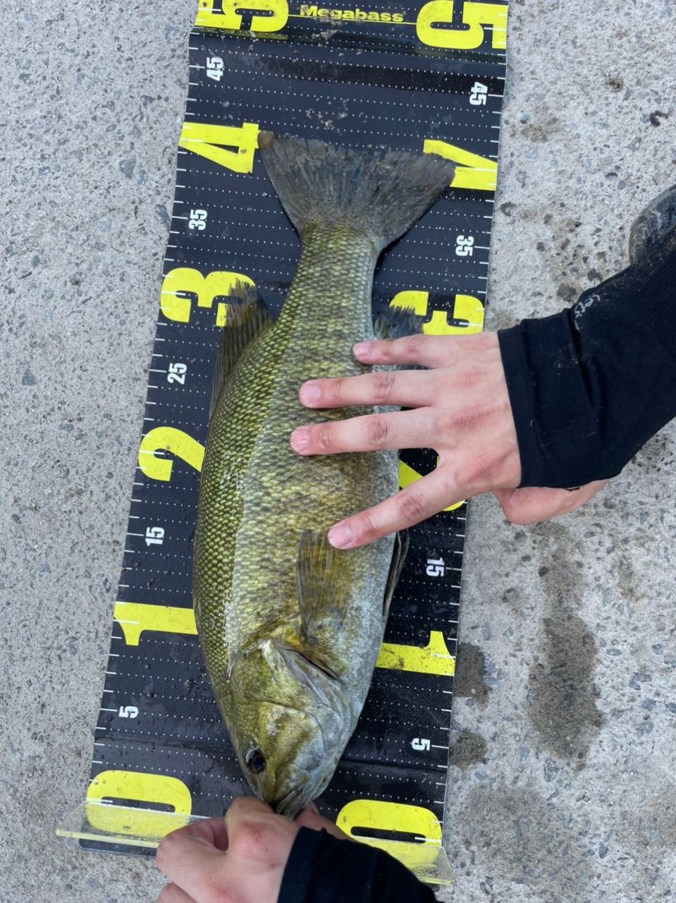 スモールマウスバス