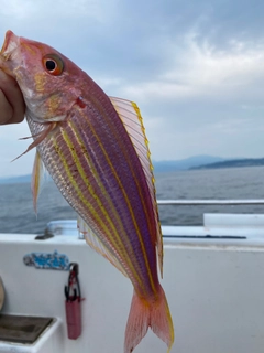 イトヨリダイの釣果