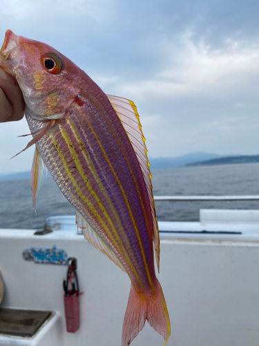 イトヨリダイの釣果