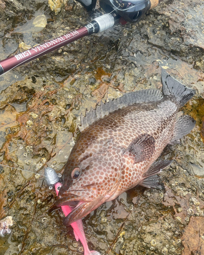 オオモンハタの釣果