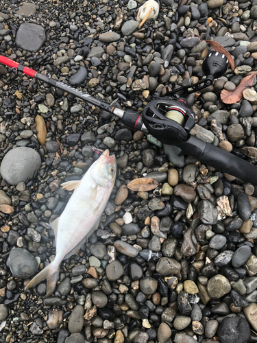 ショゴの釣果