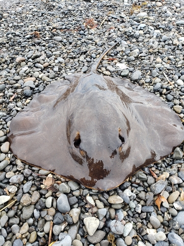 アカエイの釣果