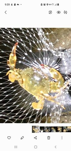 ワタリガニの釣果