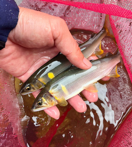 アユの釣果