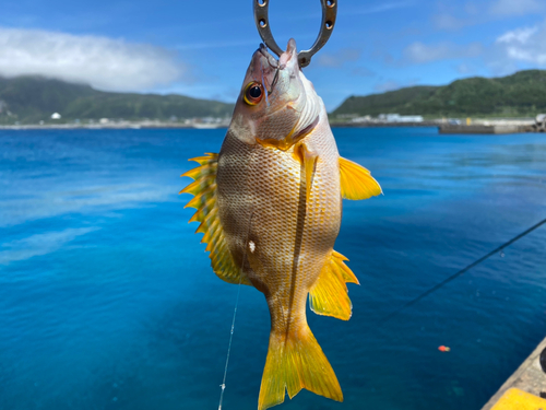 フエダイの釣果