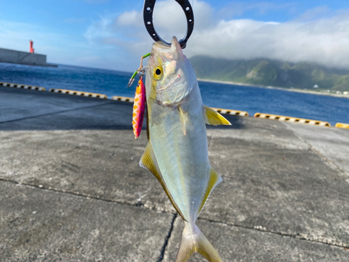 ショゴの釣果