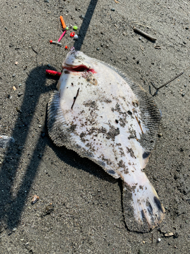 マツカワの釣果