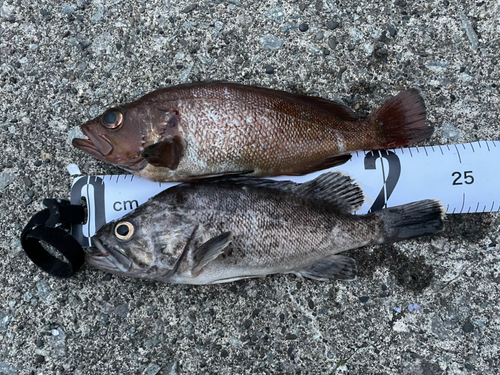 エゾメバルの釣果