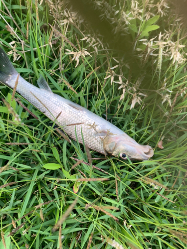 ニゴイの釣果