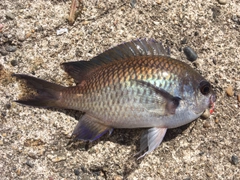 スズメダイの釣果