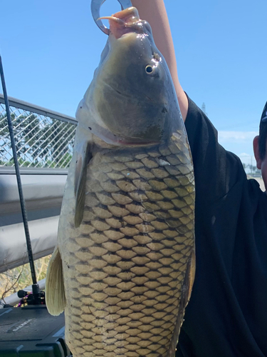 コイの釣果