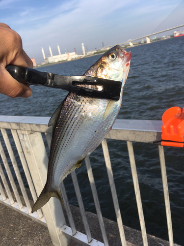 コノシロの釣果