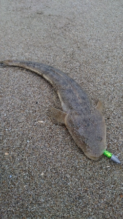 マゴチの釣果