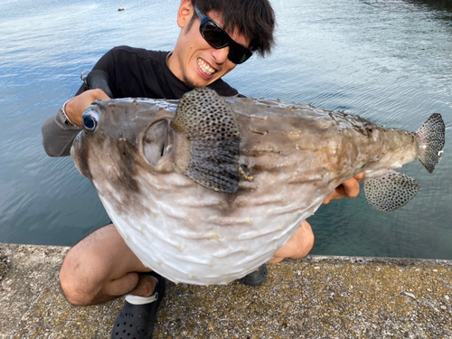 イシガキフグの釣果