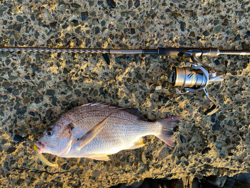 キビレの釣果