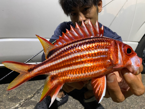 テリエビスの釣果