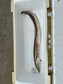 ハモの釣果