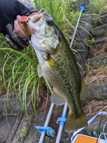 ブラックバスの釣果