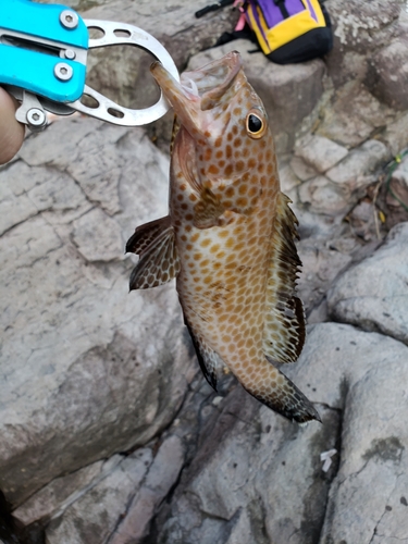 オオモンハタの釣果