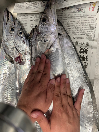 タチウオの釣果