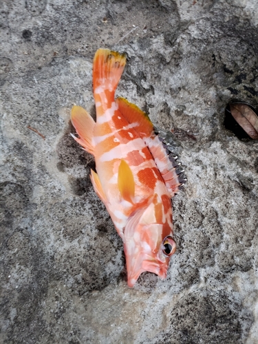 アカハタの釣果