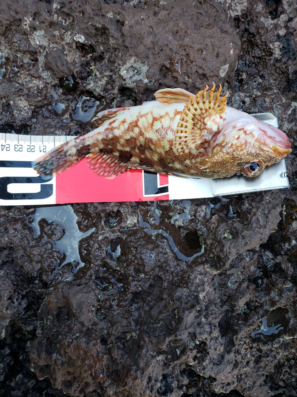 カサゴ