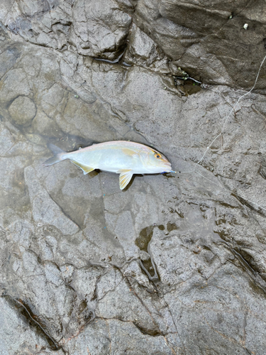 ショゴの釣果