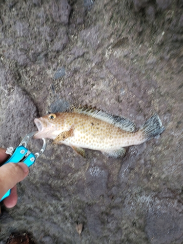 オオモンハタの釣果