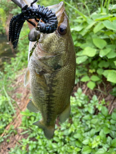 ブラックバスの釣果