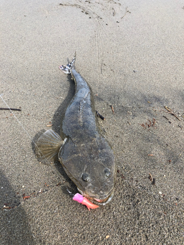 マゴチの釣果