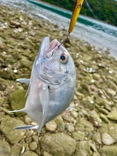 ロウニンアジの釣果