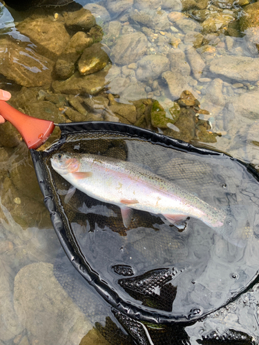 ニジマスの釣果