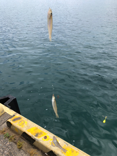 シロギスの釣果