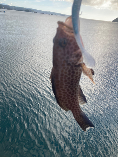 オオモンハタの釣果