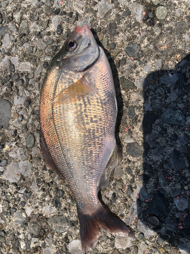 ウミタナゴの釣果