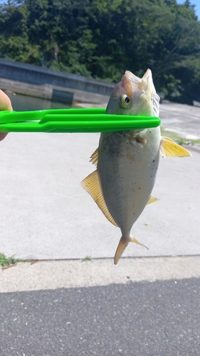 ショッコの釣果