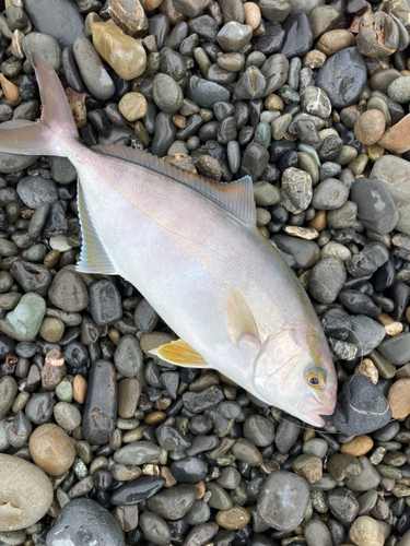 ショゴの釣果