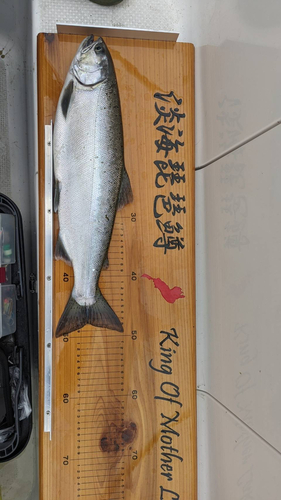 ビワマスの釣果