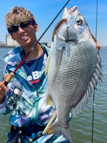 キビレの釣果