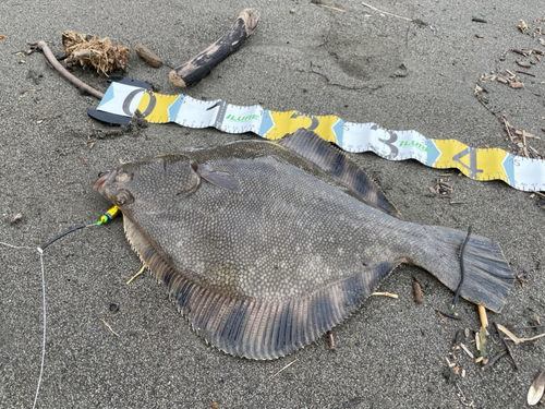 マツカワの釣果