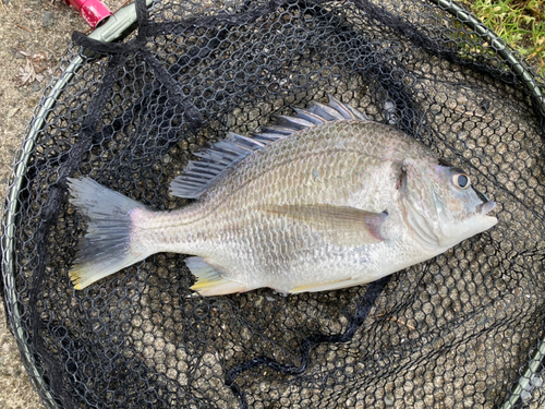 キビレの釣果