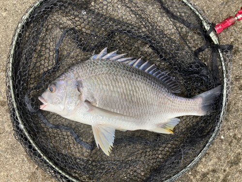 キビレの釣果