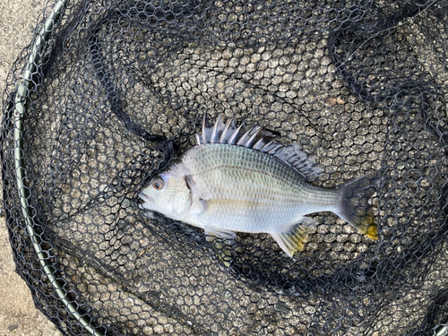 キビレの釣果