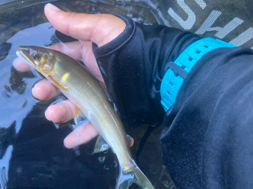 アユの釣果