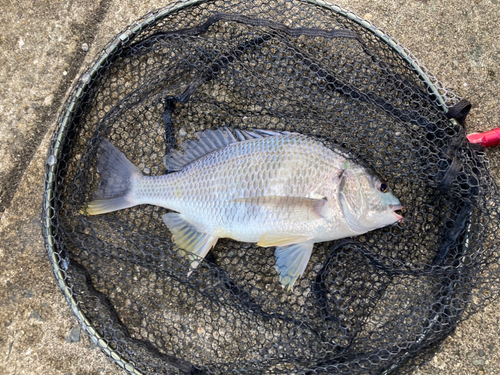 キビレの釣果